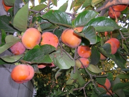 Fuyu Persimmon