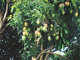 Mangos