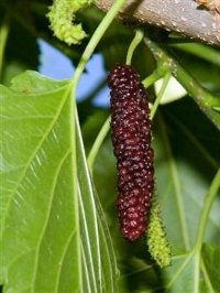 Pakistan Mulberry