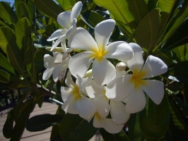 Singapore Plumerias